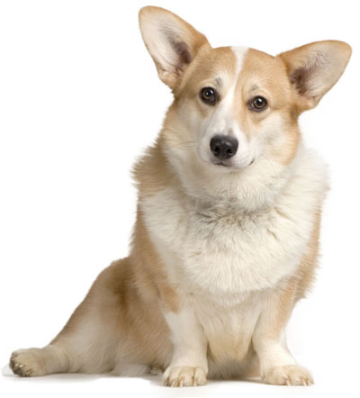 Pictures of dogs - Corgi dogs 3