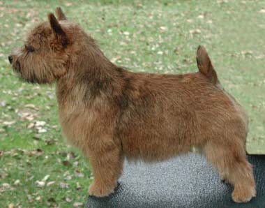 Terrier Breeds on Norwich Terrier Information  Facts  Pictures  Training And Grooming