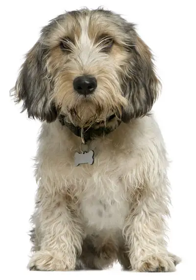 Petit Basset Griffon Vendeen | Dog Training Aids