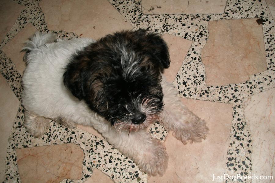 apso lhasa dog. Photo from:Cotton - Lhasa Apso
