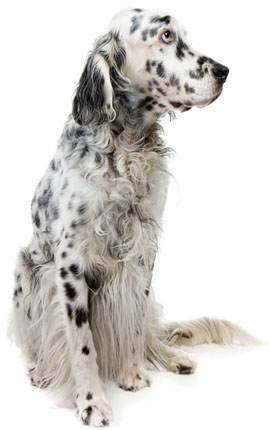 english setter intelligence