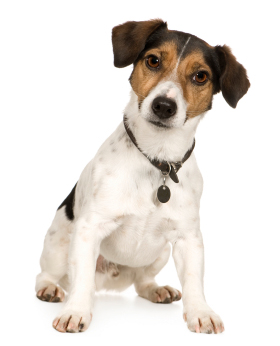 Jack Russell Terrier smooth