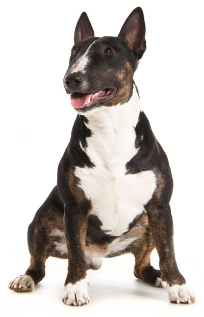 do bull terriers shed