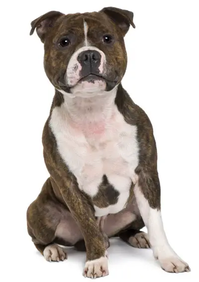 do staffordshire terriers shed