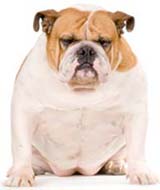 raças Bulldog