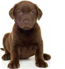 Just Dog Breeds - 164 Dog Breed Profiles - Large and Small Dog Breeds