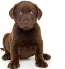 Chocolate Labrador