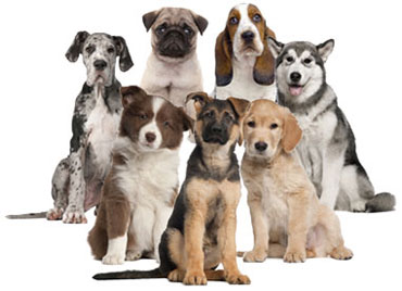 Dog Breeds