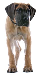 Great Dane