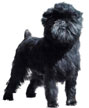 Affenpinscher