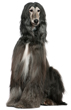 Afghan Hound