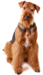 Airedale Terrier