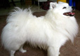 Miniature American Eskimo Dog