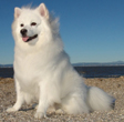 Standard American Eskimo Dog