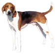 American Foxhound