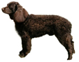 American Water Spaniel