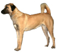 Anatolian Shepherd Dog