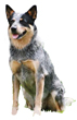 Australian Cattle Dog