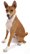 Basenji