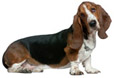 Basset Hound