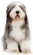 Bearded Collie