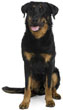 Beauceron