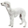 Bedlington Terrier