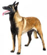 Belgian Malinois