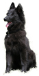 Belgian Sheepdog