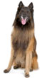 Belgian Tervuren