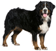 Bernese Mountain Dog