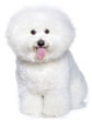 Bichon Frise