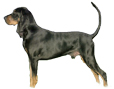 Black and Tan Coonhound