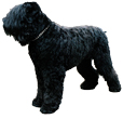 Black Russian Terrier