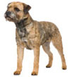 Border Terrier