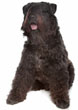 Bouvier des Flandres