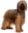 Briard