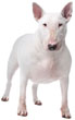 Bull Terrier