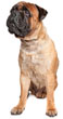 Bullmastiff