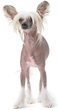 Chinese Crested