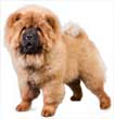 Chow Chow