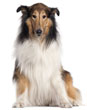 Collie