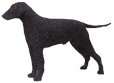 Curly-Coated Retriever