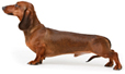 Dachshund