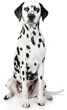 Dalmatian