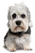 Dandie Dinmont Terrier