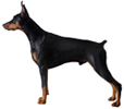 Doberman Pinscher