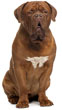 Dogue de Bordeaux