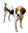 English Foxhound