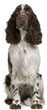 English Springer Spaniel